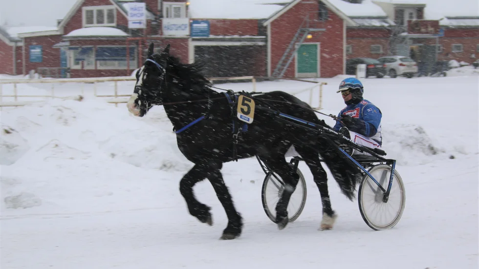 Kallblodet M.P.Domino (John Östman) jagar femte raka segern i Bodentravets V64-tävlingar, torsdag.
