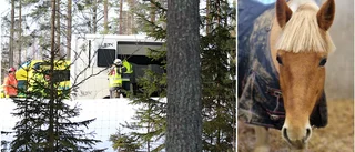 Ridklubb tvingades avliva ponny efter seriekrock på E4