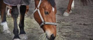 Ingen samsyn om hur döda hästar ska hanteras