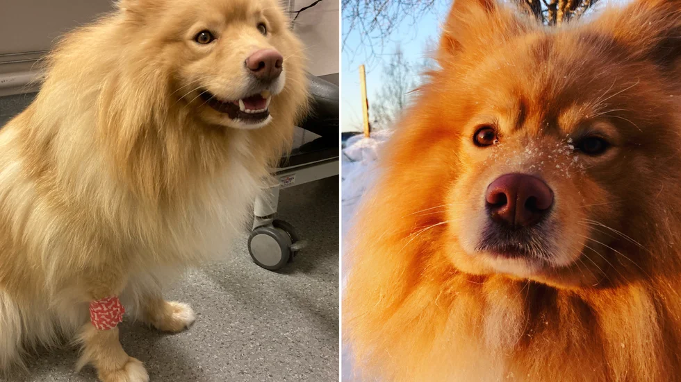 Hunden Messi. Den vänstra bilden är från veterinärbesöket i söndags. 