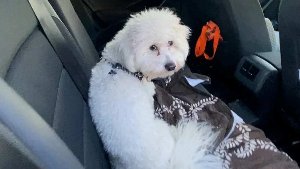 Hunden Noah skakar av skräck när han sätter sig i bilen.