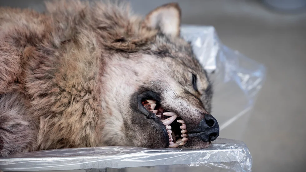 Den vuxna varghanen sköts i Åre och skickades sen till Statens veterinärmedicinska anstalt i Ultuna. I magen hittades rester från bland annat ren, men vargen var fullt frisk och hade inga allvarliga sjukdomar.
