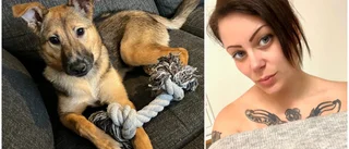Hunden Dunos otäcka fynd – köttbulle spetsad med spikar • Polisen: "Blir rent ut sagt förbannad"