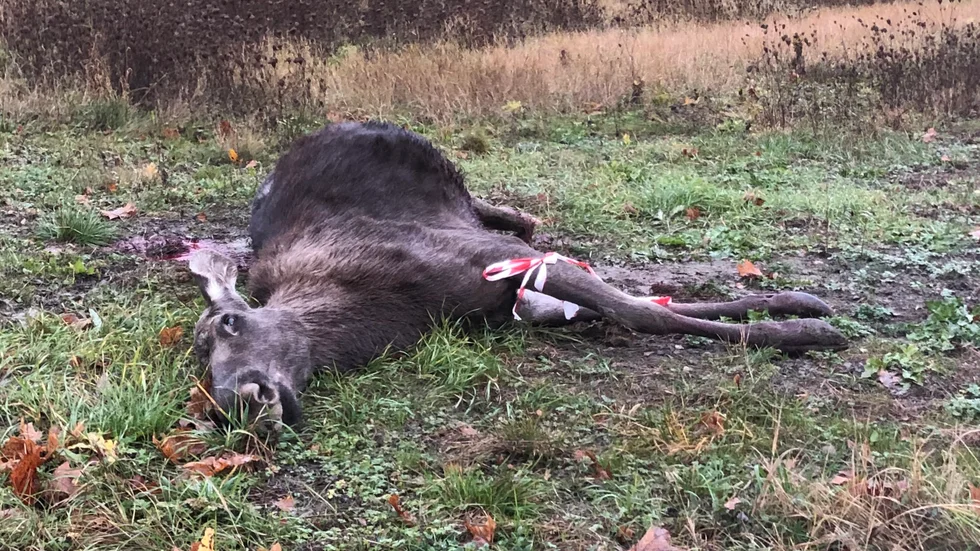 En skjuten älg har hittats utanför Finspång. En okänd gärningsman misstänks ha jagat otillåtet i jaktområdet. Bilden är tagen i ett annat sammanhang. 