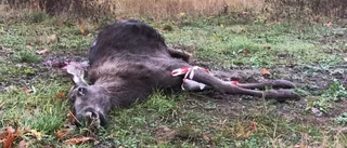 Sköt älg olagligt på annans jaktområde