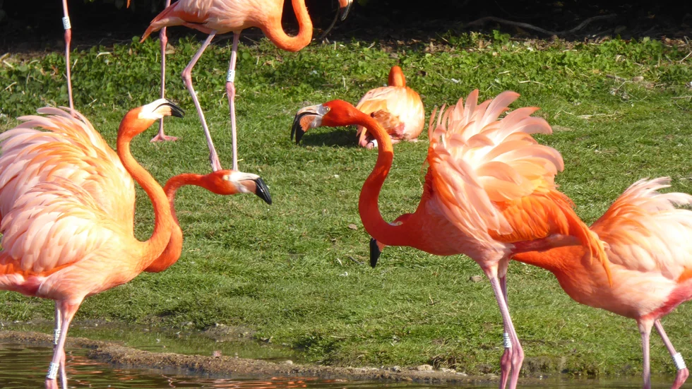 Karibiska flamingor i våtmarksreservatet Slimbridge i Storbritannien.
