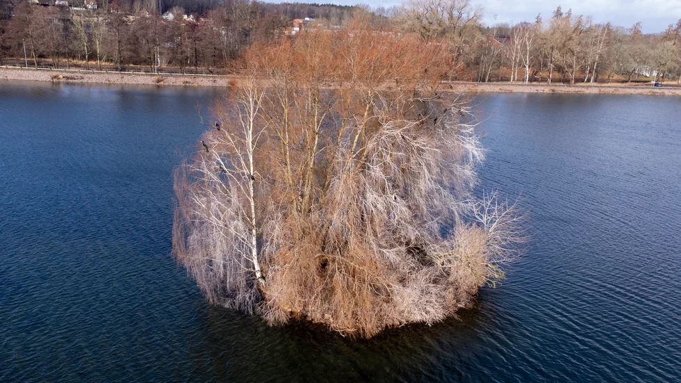 Storskarven har befunnit sig på den lilla Hårstorpsön i Motala Ström och gått hårt åt flera träd. Om de bosätter sig och börjar häcka kan det bli aktuellt med skyddsjakt.