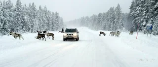 Renskötare kritiska till vägsalt på E 10