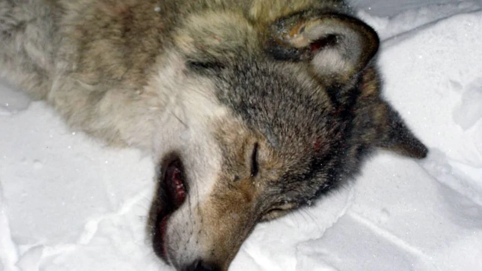 AVLIVAD. Vargen mellan Älvsbyn och Harads är skjuten. Den här bilden är på en varg som sövdes och märktes i Jokkmokk för ett antal år sedan.