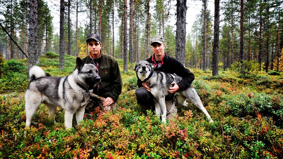 BJÖRNJÄGARE. Bröderna Mattias Forsman och Johan Forsman, här med hundarna  Kurt och Kitos, jagar björn i Tjåmotis.
