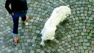 Rastning. Många hundar får för lite motion. Tänk på att hundar inte bara behöver promenera, utan även springa för att må bra.Foto: Scanpix/Arkiv
