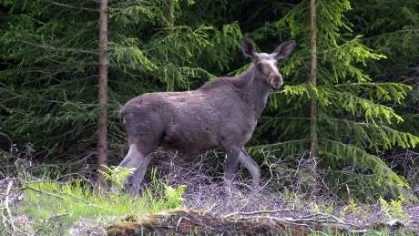 Måndagen den elfte oktober börjar älgjakten.Foto: Sven-Olof Ahlgren/Scanpix
