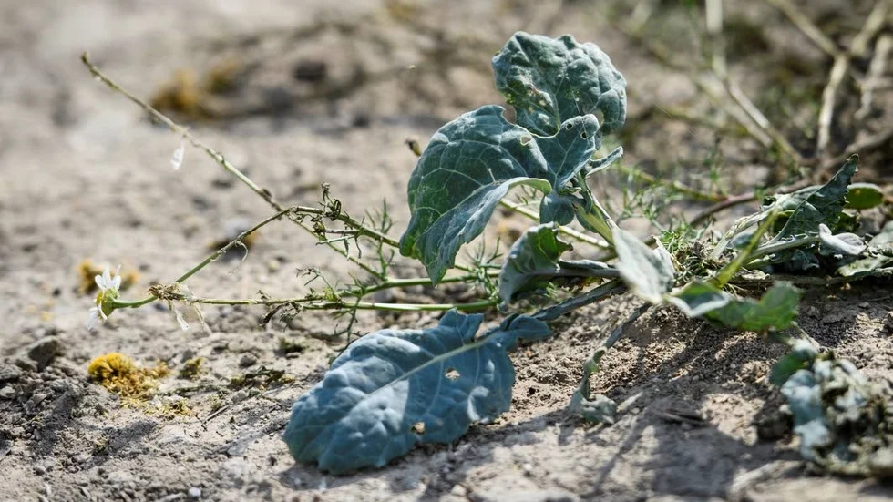 Sommarens värmebölja har gjort att fler förstår att vi inte kan fortsätta ignorera klimatproblemen, skriver Tomas Rådkvist (MP).