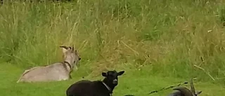 Getstöld förbryllar i Boda