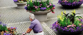 Blommorna på gång – men senare än vanligt