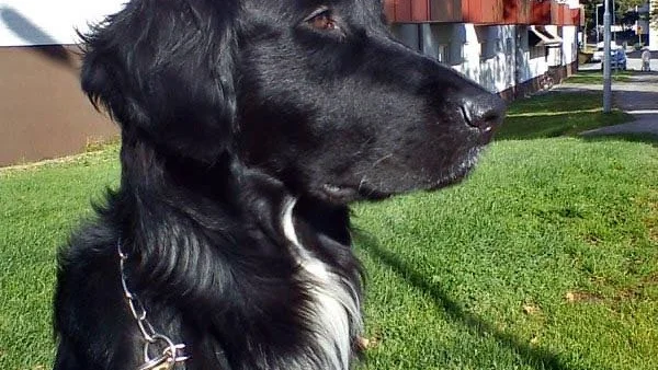 Blandrashunden Gandhi i Västervik är en av kommunens många hundar. Han är en korsning mellan border collie, golden retriever, schäfer och varghund.