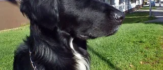 Vanligaste hunden är en blandras