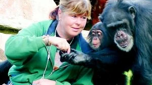 Ing-Marie Persson, tidigare anställd på Furuviksparken riktar skarp kritik mot hanteringen av de förrymda chimpanserna. 
