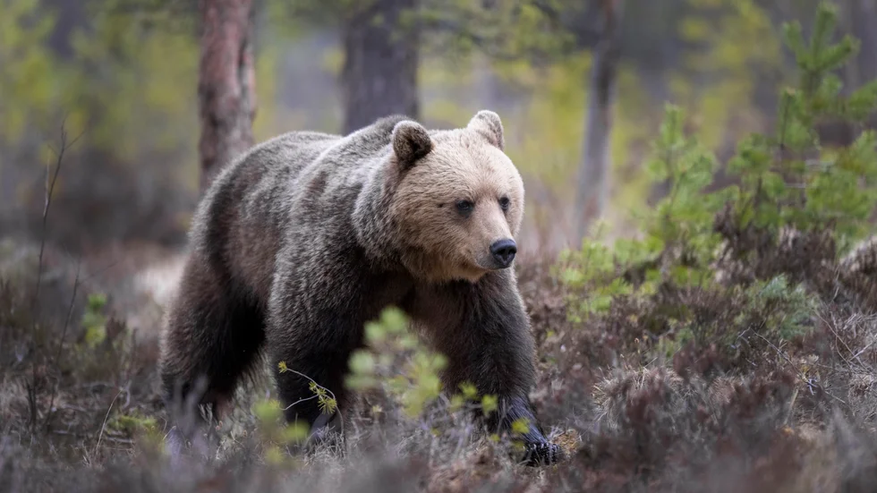 Björnjakten 2023 är avlyst i östra Västerbotten.