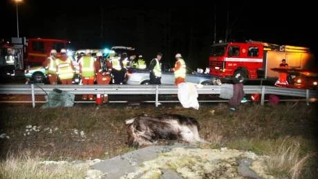 Älgen dog direkt och blev liggande på biltaket. Räddningstjänsten tvingades flytta på älgen för att kunna hjälpa de skadade ur bilen. Foto: Leif Petersson