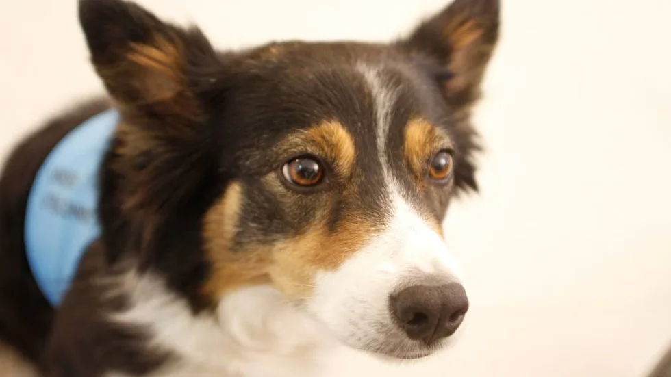 Border collien Vilja är snart färdigutbildad vårdhund tillsammans med matte Carola Svärd.