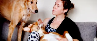 Aylas adopterade hundar bryter sig in om toadörren är stängd: "De får separationsångest"