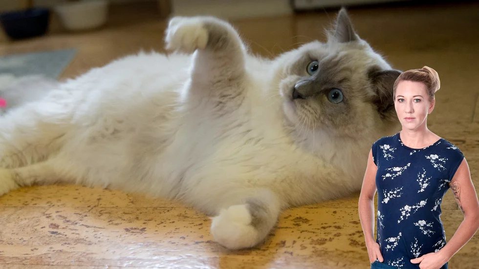 Krönikören skriver om katter som dagligt sällskap vid hemarbete. 
