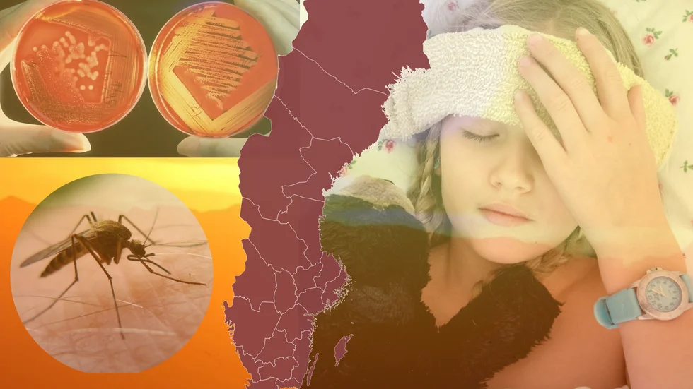 Myggor och myggburna virus, bakterier och parasiter kan öka med ökade temperaturer och nederbörd.