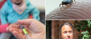 TBE-vaccin eller inte? Svår fråga på Gotland – för det är inte gratis • Samtidigt ökar smittan