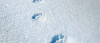 Naturbevakare i olycka