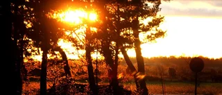Gotlands landsbygd ska leva