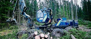 Miljötänket har helt tagit över i skogen