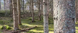 Det handlar inte bara om knärot!