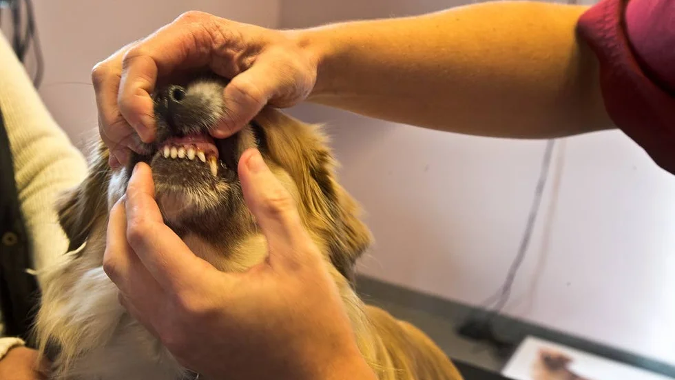Veterinären blev chockad över hundens tandstatus. Han fick dra ut över 20 tänder.