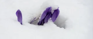 Snön föll på vårbudget