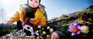 Lila havet i Kjula – backsipporna har blivit traktens kändisblommor: "En upplevelse att komma hit"