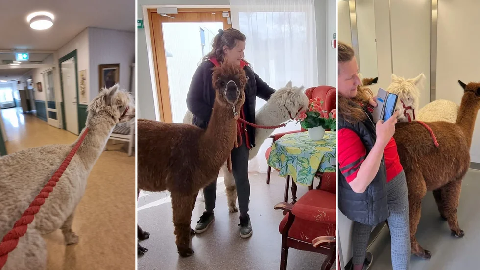 Karin och Therese fick en fullspäckad dag när tre av kommunens äldreboende hade bjudit in Lövlunds gård för ett möte mellan djur och boende.