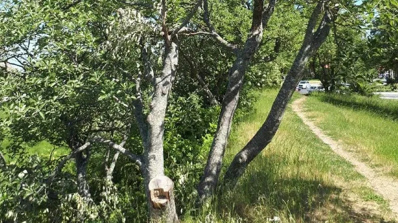 Någon har bland annat kapat av en gren från det här trädet.
