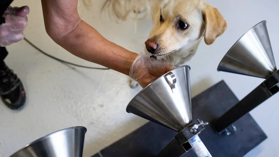 Innan hundar kan känna igen covid-19-virus behöver de tränas. Här syns en hund vid Hundhjälpen i Fullerö utanför Uppsala som tränades i ett annat projekt. Arkivbild.