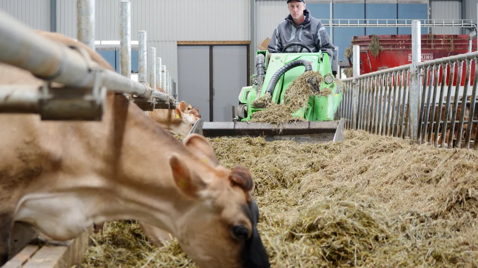 För att sprida ut fodret har man en liten traktor till hjälp. 