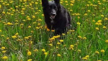 Det var oroväckande tyst på maskrosängen när jag vara ute med hunden härom dagen. Inte ett zurr. Hur mycket levande och vild natur kan skapas i vår kommun om alla hjälps åt? skriver signaturen "Stina".