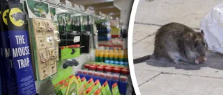 Dyra nya regler får folk att använda råttgift