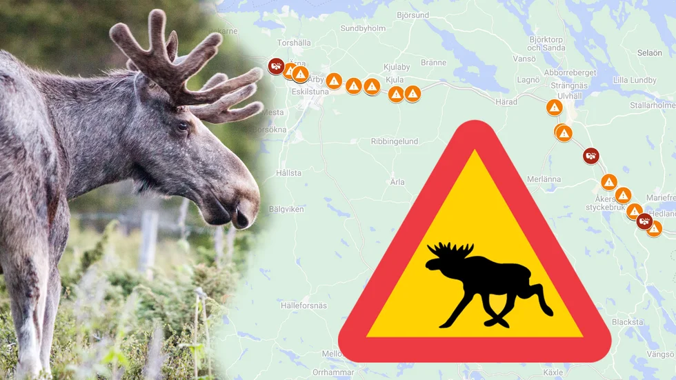Trots viltstängsel tar sig älgar upp på E20. Vi listar platserna där du ska vara extra uppmärksam.