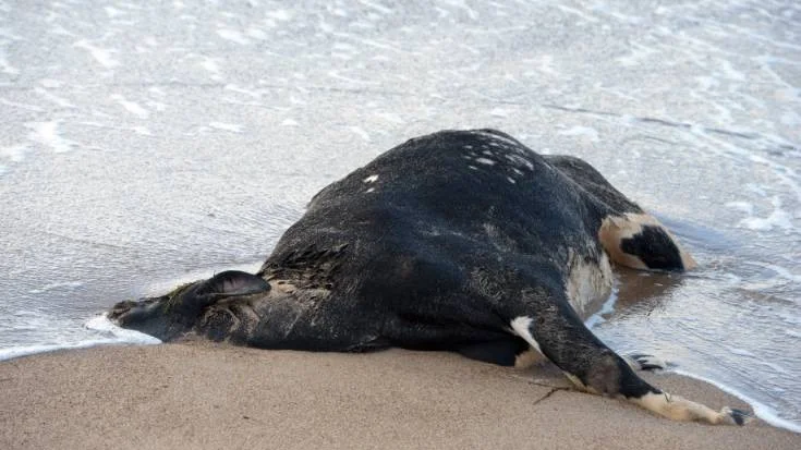 YSTAD 2014-01-10 
Så här såg det ut i Skåne i början av året då en död en död ko strandade vid Nybrostrand öster om Ystad. Ett tiotal kor har sedan nyår flutit iland längs den skånska sydkusten och i Danmark. 
Arkivfoto: Johan Nilsson / TT / Kod 50090