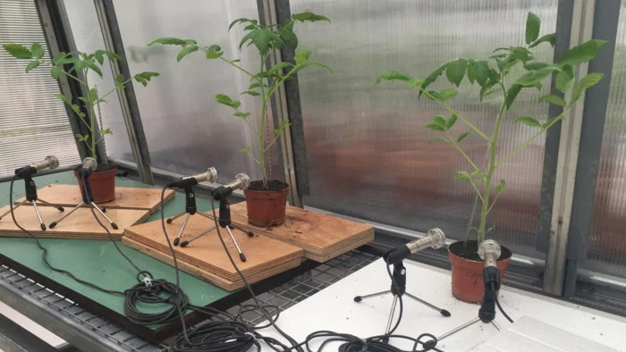 Forskarna avlyssnade tomatplantor med hjälp av ultraljudsmikrofoner, och liknar plantornas läten med ljudet när man trycker på bubbelplast.