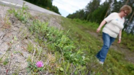 Helena Ollikkala Larsson i Nybyn i Överkalix hoppas att inte bara rödklövern ska frodas kring vägkanterna, utan att även de fridlysta orkidéerna ska komma tillbaka... FOTO: Maria Engström-Anderss