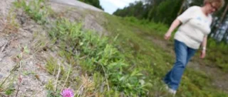 När Trafikverket röjer - då ryker fridlysta växter