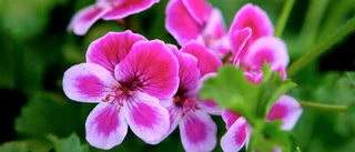 I pelargonernas paradis