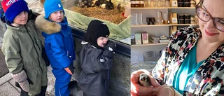Idén inför påsken – levande kycklingar i skyltfönster