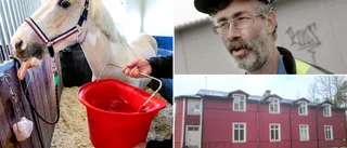 Stallet växer: Planer på fler lägenheter i Tingstäde